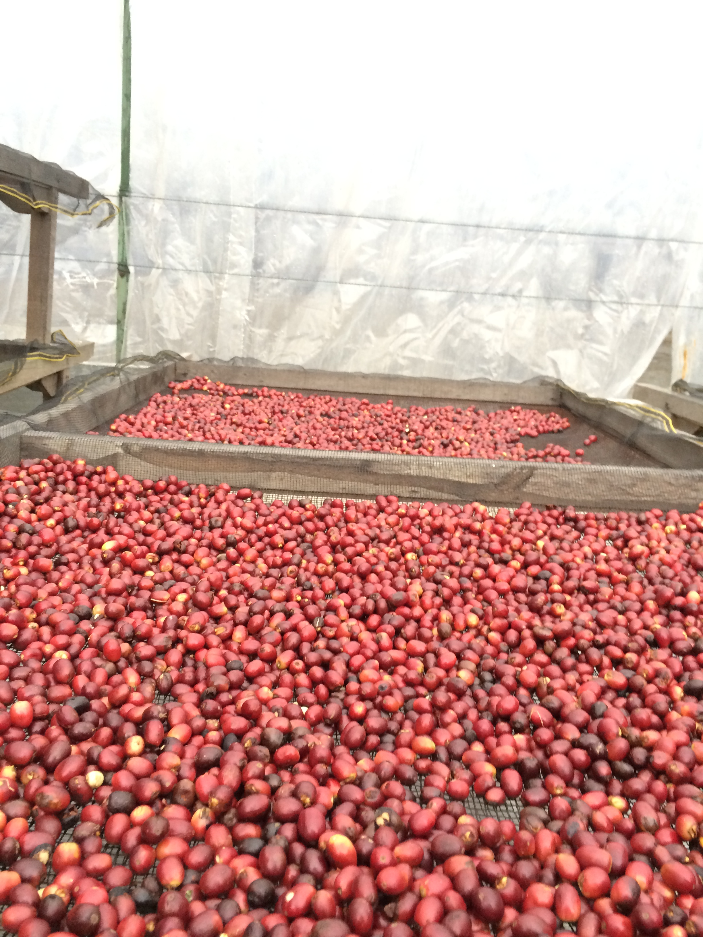 Unwashed Sumatran coffee cherries on raised beds
