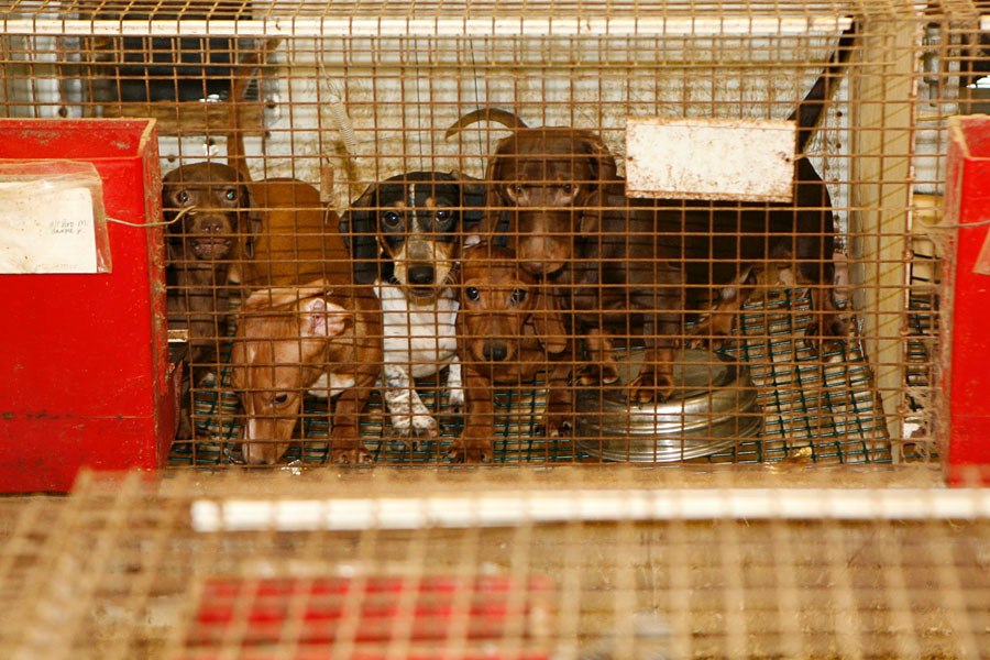Puppies crowded in a cage