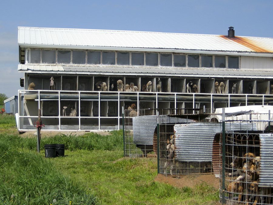 A large commercial puppy breeding operation