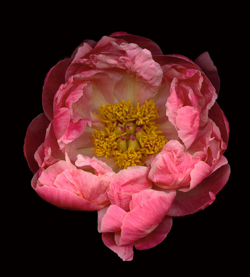 Paeonia by David Leaser