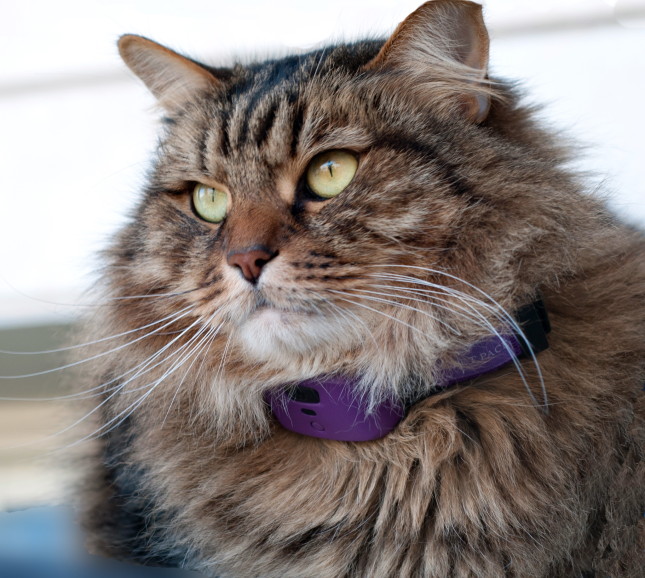 The PetPace wearable tech fits cats and dogs as small as 8 lb.
