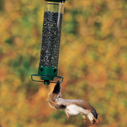 Deter Squirrels With Droll Yankees Bird Feeder Squirrel Proofing Tips