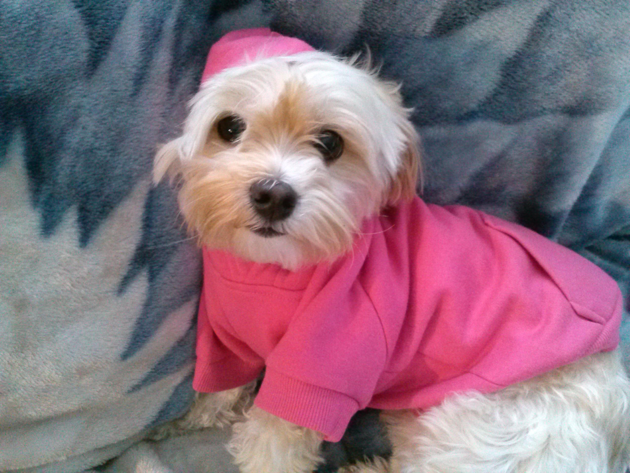 This adorable Morkie is wearing her pink hoodie!