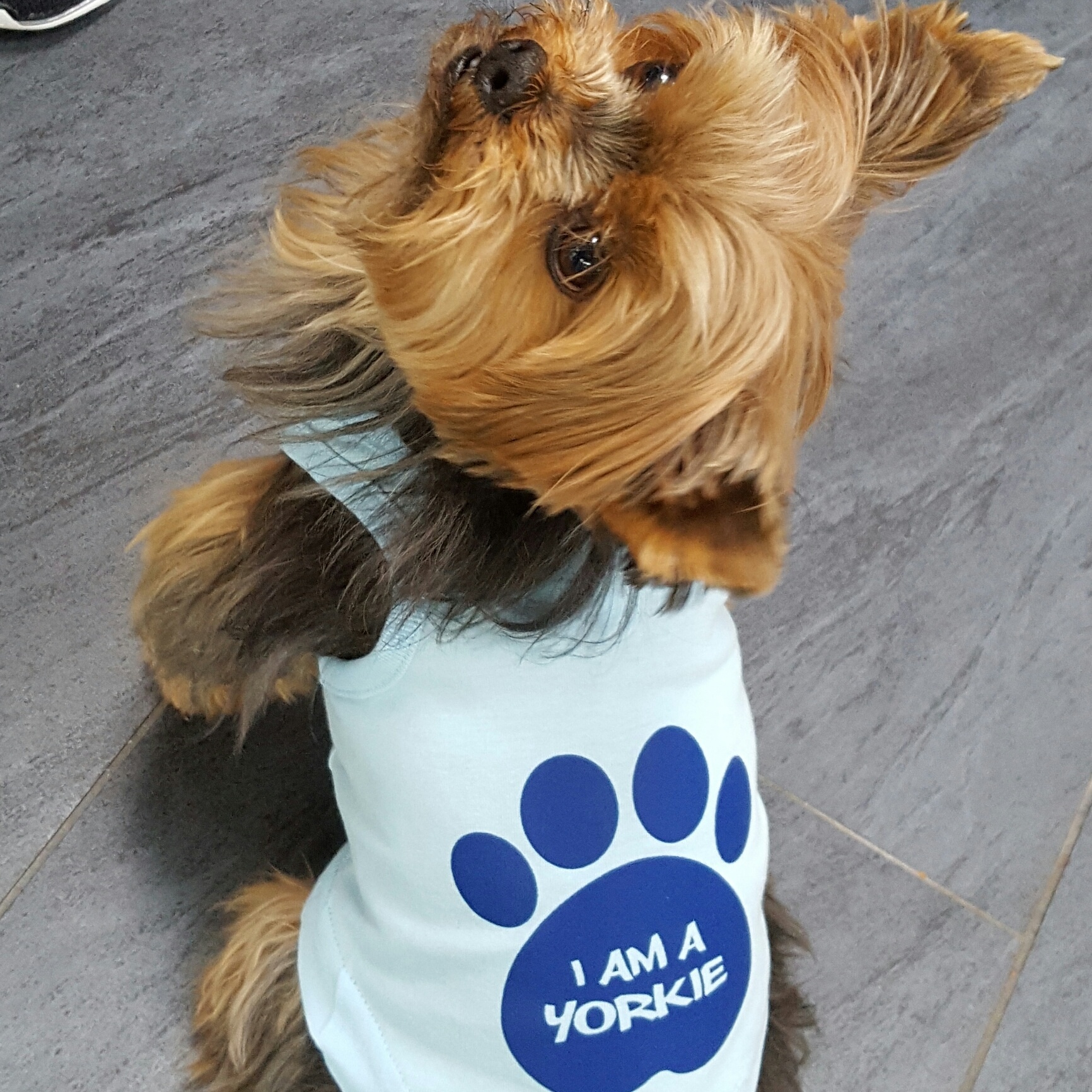 No one can resist this Yorkie in his blue tank