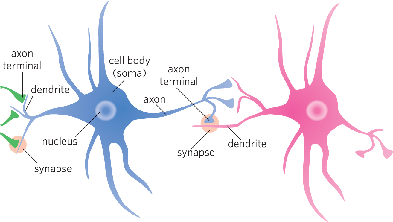 Neurons and synapse