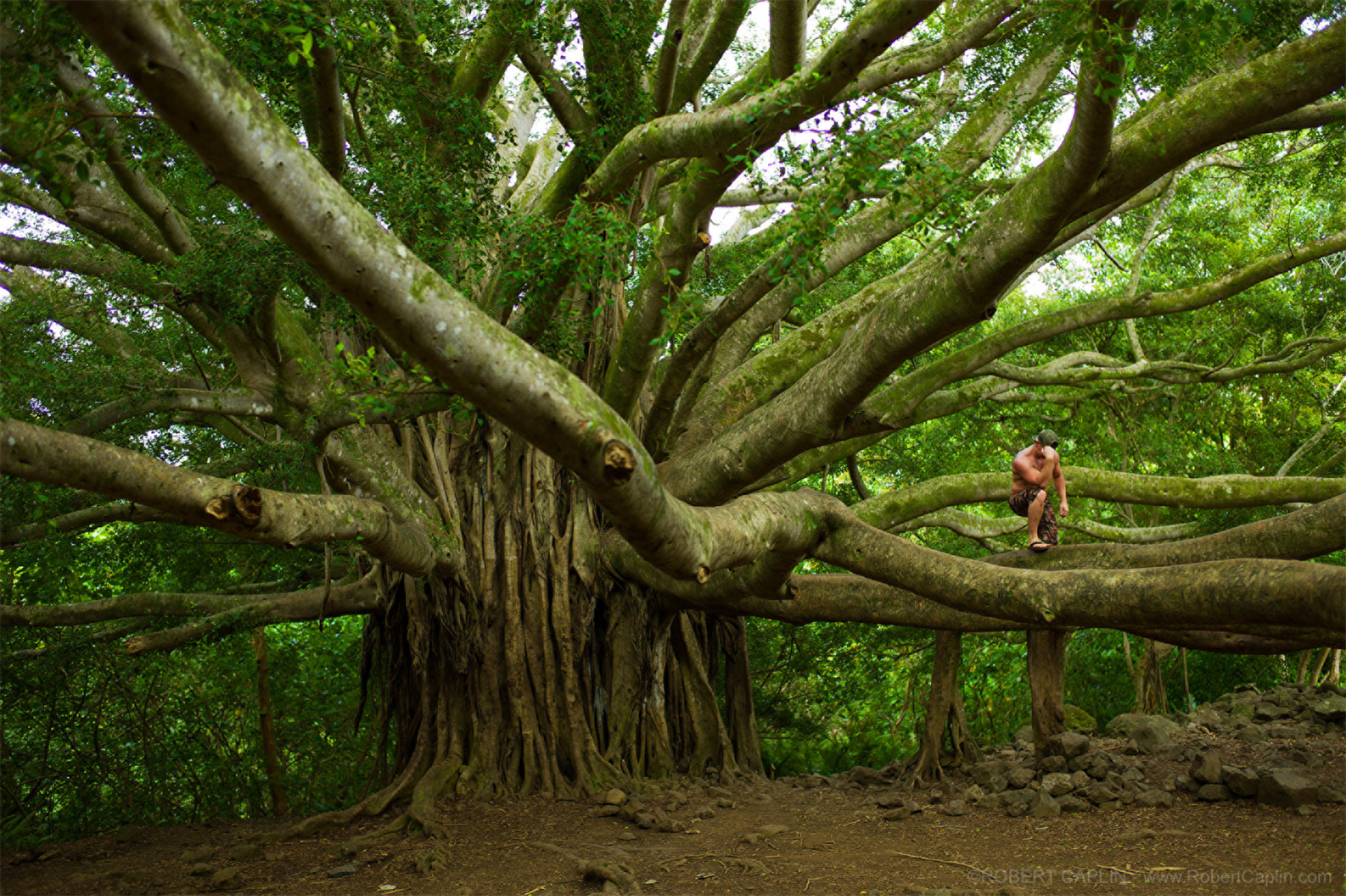 Capture the Beauty of Maui's Bamboo Forest