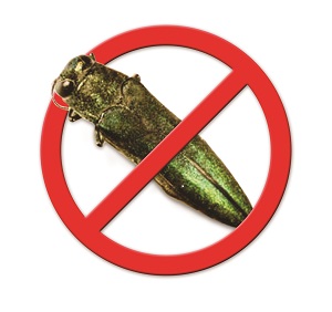 ArborSystems Boxer insecticide-miticide for two-year control of Emerald Ash Borer