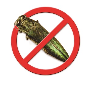 ArborSystems Boxer Insecticide for two-year control of Emerald Ash Borer