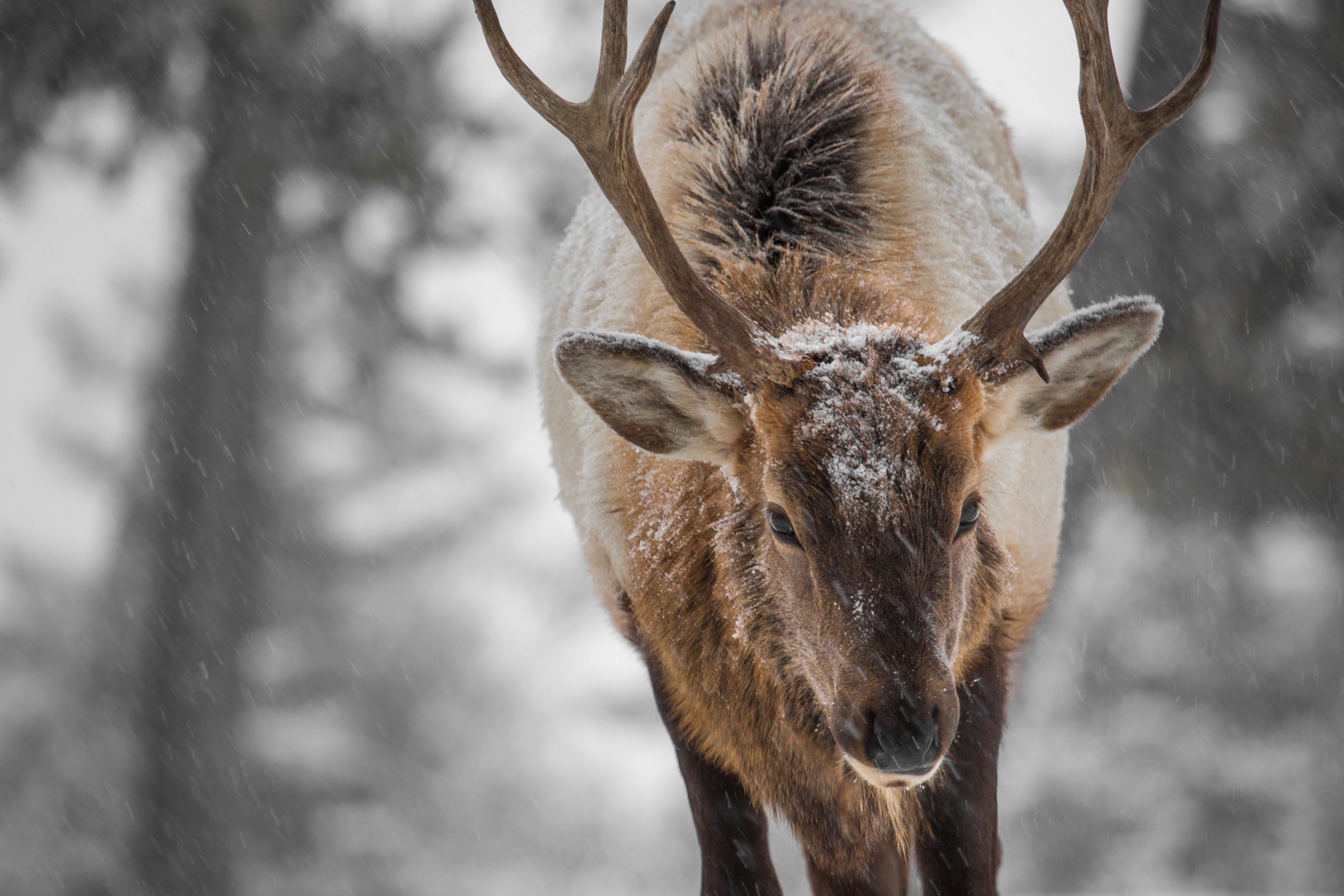 Yellowstone elk, December 15, 2015. NPS photo. YNP Facebook page.