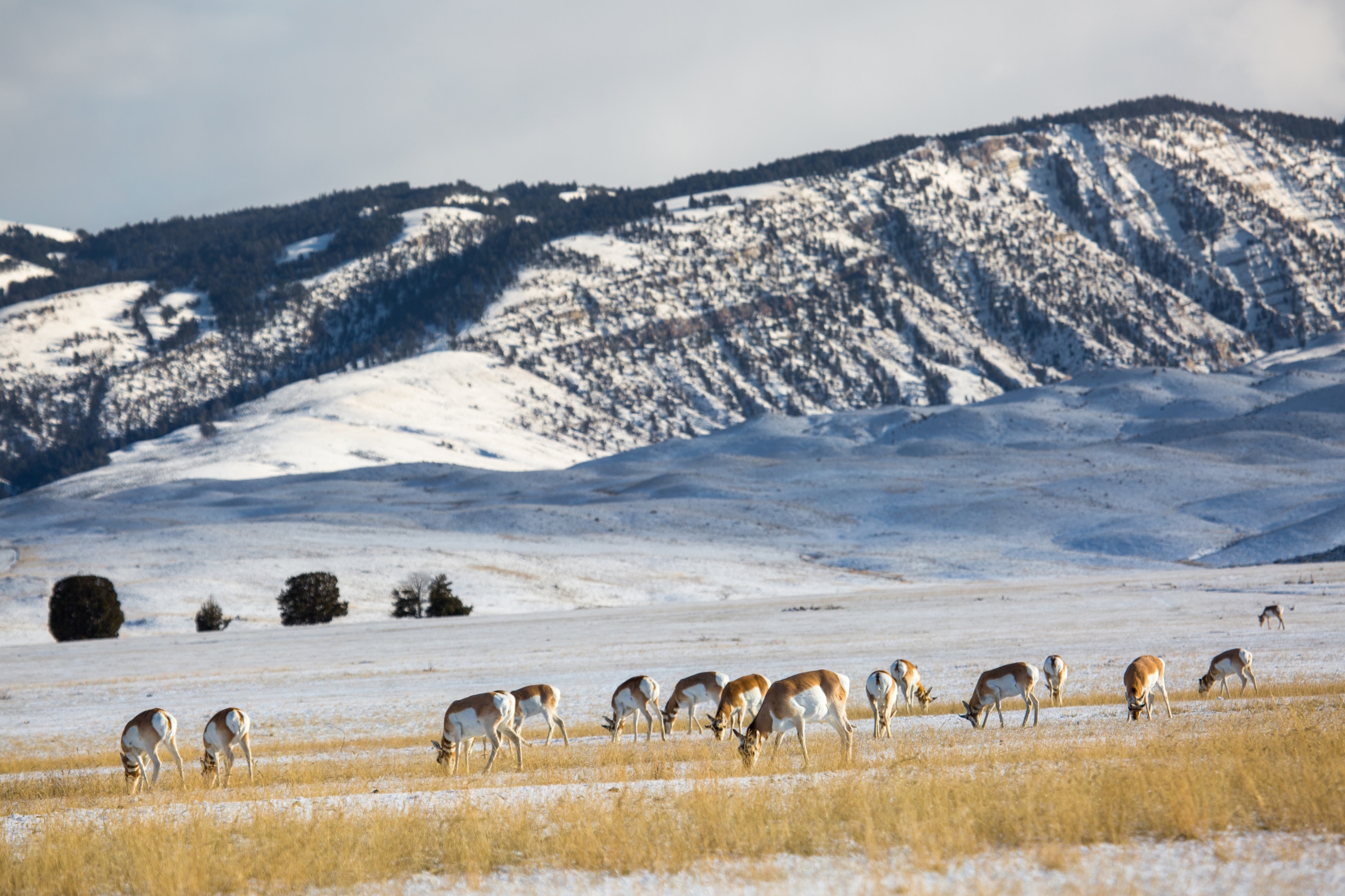 Pronghorn herd in Yellowstone, 12.12.15. NPS photo