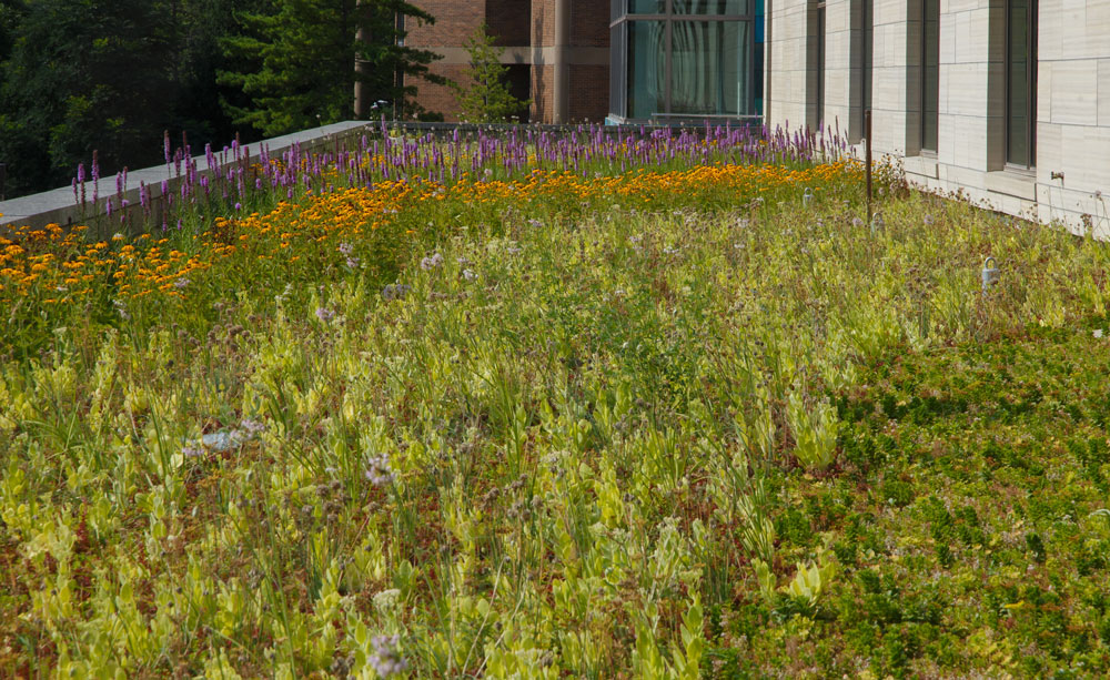 Roof Top Sedums supplied the green roof for the UI Pappa John's Biomedical Discovery Building