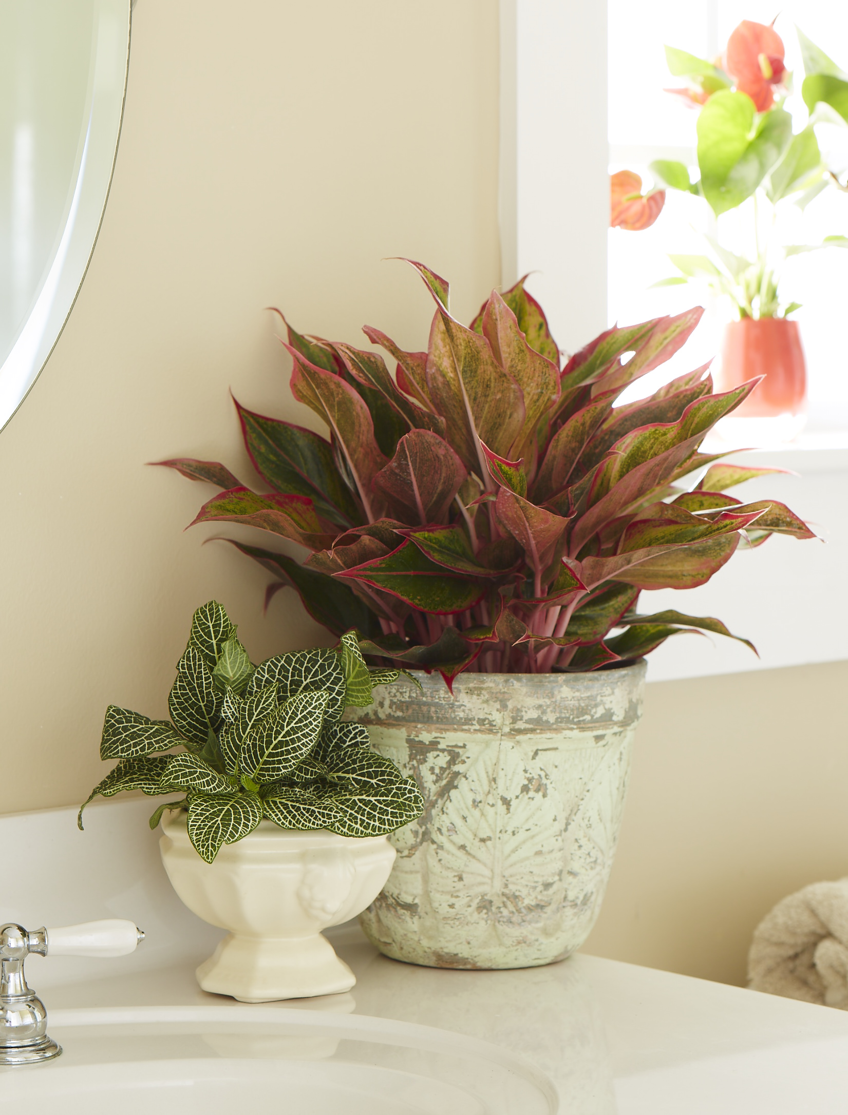 Easy going, but different, red aglaonema is a fitting choice for people who are independent and original.