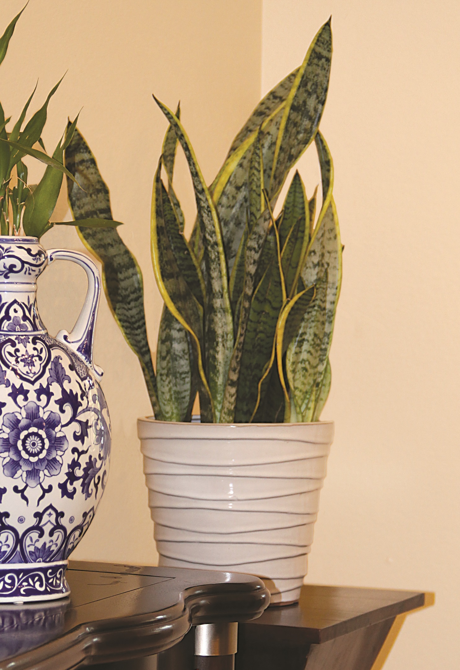 The eye-catching snake plant is the definition of fierce. Tall, spear-like leaves weave their way to the top with a modern look that’s all its own.