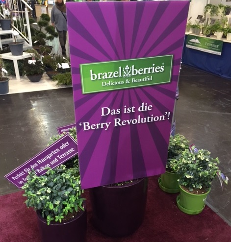 BrazelBerries Collection received the new plant innovation award in the “woody plants” category at the IPM trade fair in Essen.