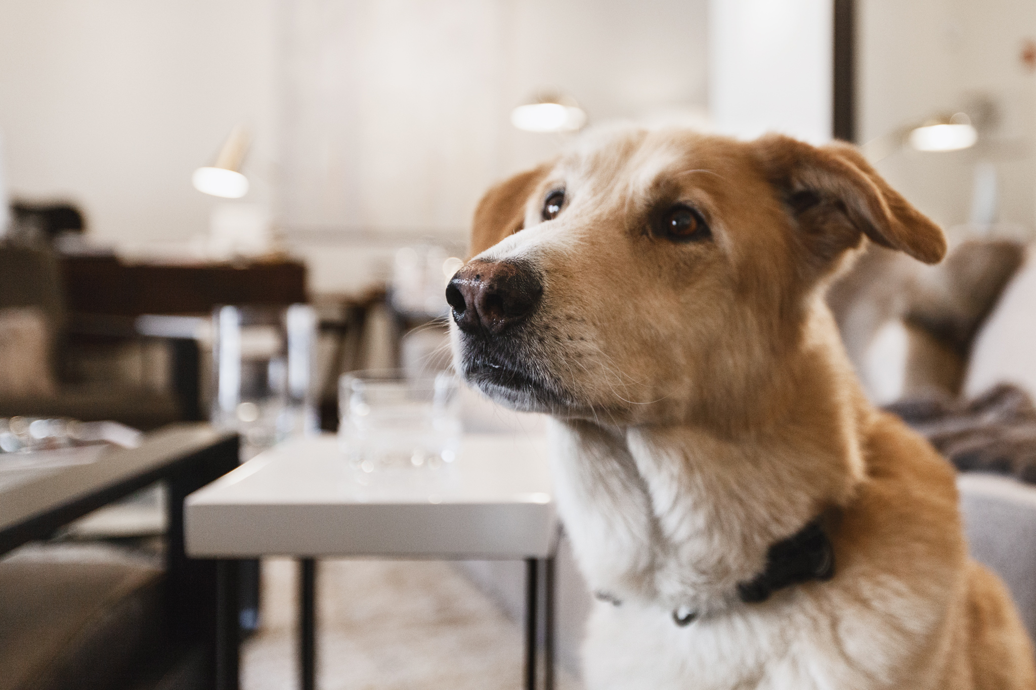 Buddy, the dog with a penchant for fine fabrics, a new addition to the WRJ Design team, merited a Hunt X Gather post that also spread the word about a worthy Jackson nonprofit’s canine adoption event.