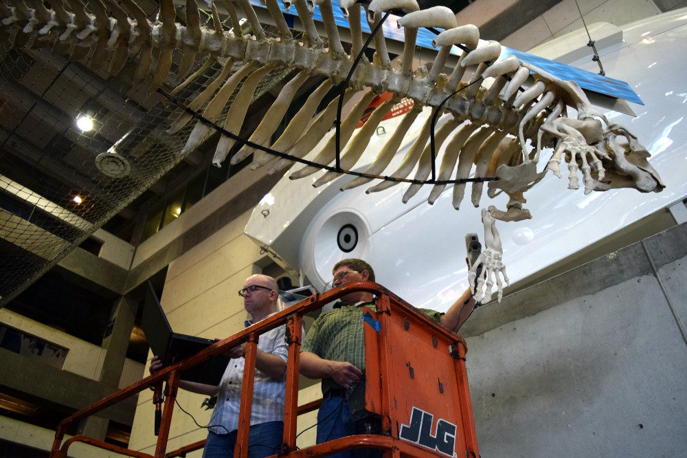 Members of the University of South Florida’s Center for Virtualization and Applied Spatial Technologies scan a Florida manatee skeleton hanging in MOSI’s lobby. (MOSI photo)