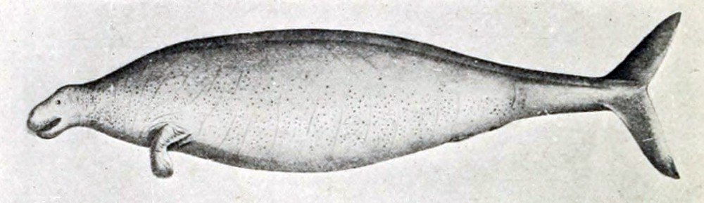 The Steller’s Sea Cow  shown in a sailor’s sketch. (Public Domain image)