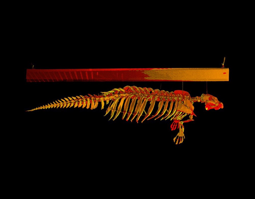 The 3-D model of MOSI's manatee produced by USF’s Center for Virtualization and Applied Spatial Technologies. (USF CVAST image)