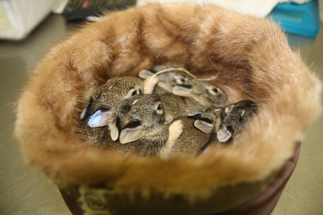 Wildlife Rescue Center in MO uses fur coats from Born Free USA Fur for the Animals fur drive to help orphaned baby animals. Photo by Kim Rutledge