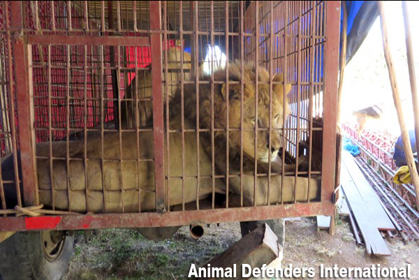 Rescue for Circus Lions: Oakland Zoo Teams Up with Animal Defenders ...