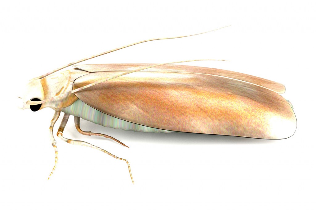 Buy Terro Clothes Moth Alert Trap