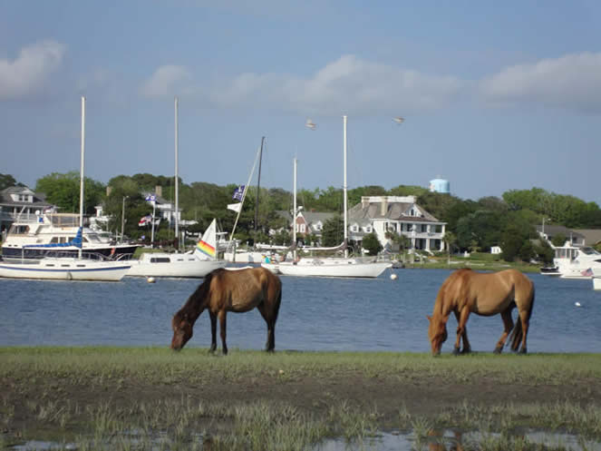 Wild horses are often seen grazing on the shore.