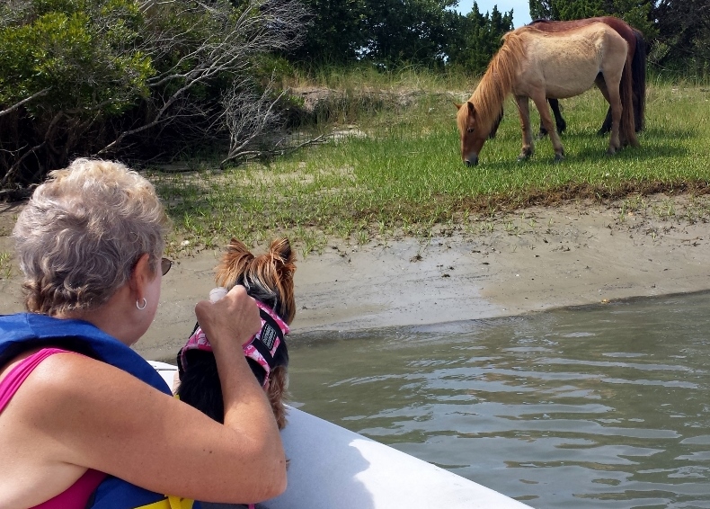 Wild horses are a common sight in Beaufort Harbor