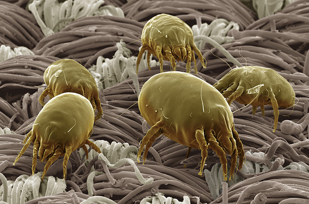 Carpet Bacteria