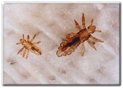 To Lice Check or Not to Lice Check?