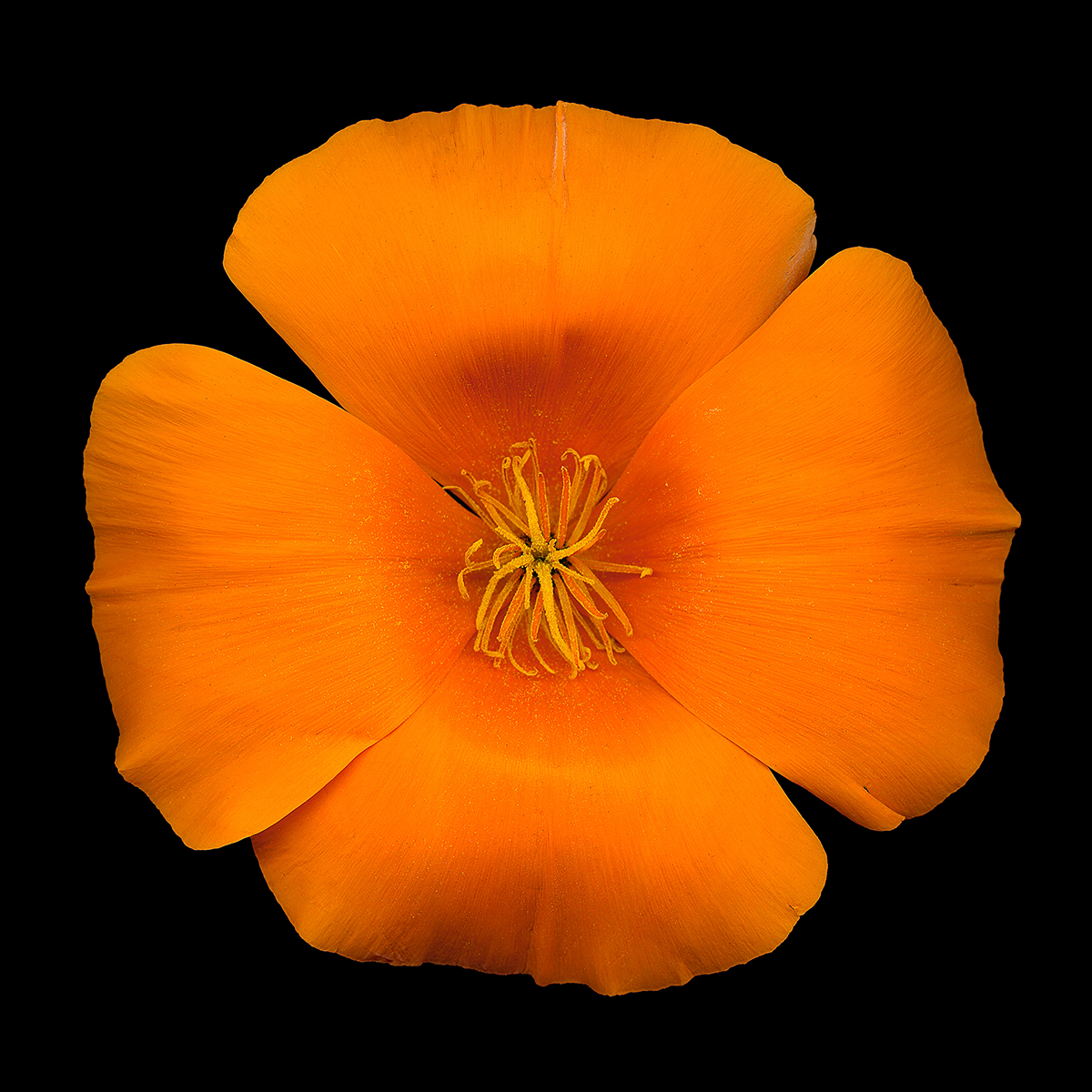 California Poppy by David Leaser