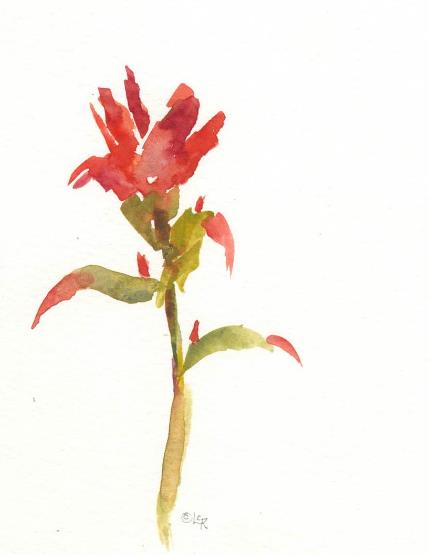 Lee Riddell’s “Indian Paintbrush,” 8.5x5.25" watercolor on Sennelier paper.