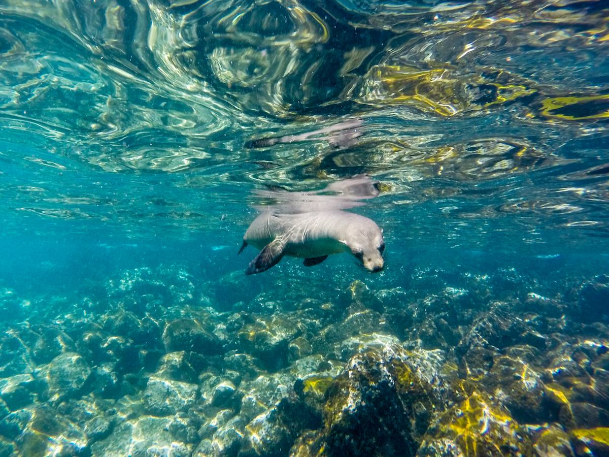 Snorkeling with Galapagos Sea lions