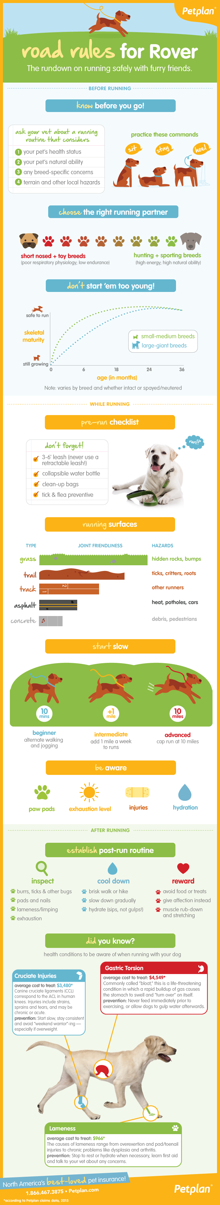 Petplan’s Running Safety Rundown