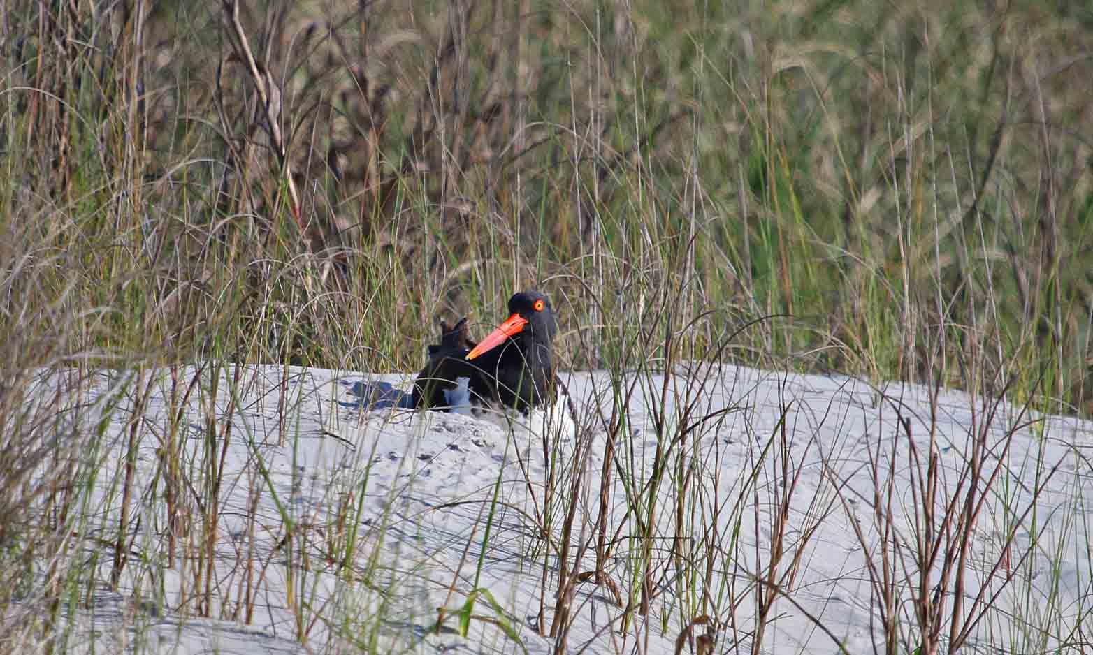 North Carolina Brunswick Islands’ flashiest shorebird, the American Oystercatcher, is known for its large bright red-orange bill, black head and white belly and its loud distinctive voice.