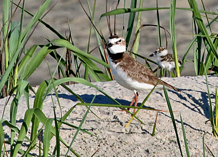 Wilson’s Plover birds nest on bare dunes, sandy beaches or sandbars.  In the spring and summer, their nesting grounds in North Carolina’s Brunswick Islands are roped off to keep foot traffic down.