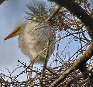 The symbol of the National Audubon Society, the Great Egret is one of North Carolina's Brunswick Islands’ most easily identifiable wading birds. They are common during spring and summer.