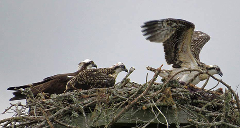 The Intracoastal and numerous waterways that wind through North Carolina’s Brunswick Islands are great places to observe the Osprey, who build their nests on elevated man-made structures, such as the