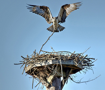 It’s spring time in North Carolina’s Brunswick Islands, and from Southport to Oak Island, the Ospreys begin to build its nest. These birds have large bodies with distinctively-shaped beaks.