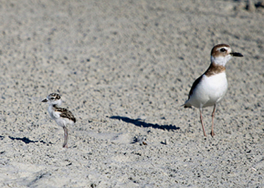 North Carolina’s Brunswick Islands’ 45 miles of undeveloped and under-developed shoreline and pristine estuaries provide a perfect habitat for Wilson’s Plover.