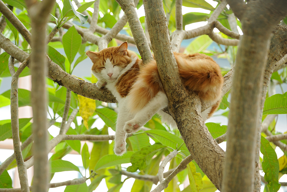 cat-asleep-in-tree.jpg