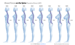 New Study Reveals Increasing One Cup Size Adds Nearly 10 Pound Strain on  the Spine
