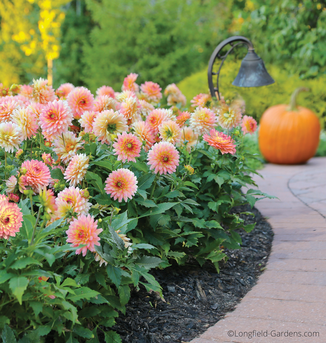 Use shorter more compact border dahlias, like ‘Gallery Pablo’ in containers on your patio where you and the hummingbirds will enjoy their blooms.