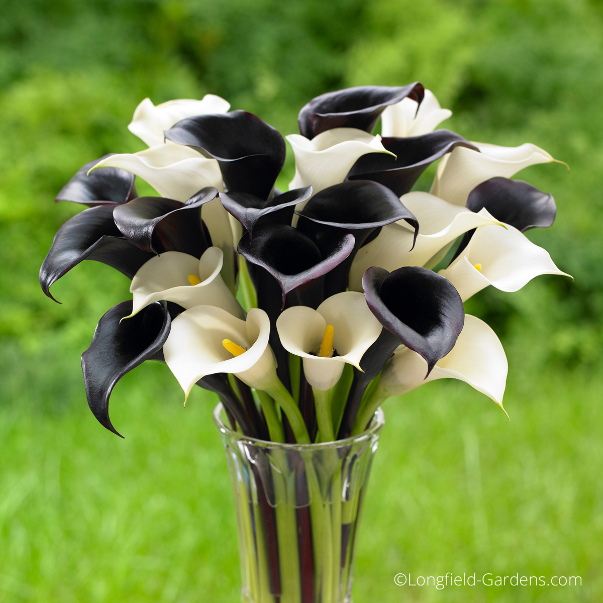 Calla lilies, like ‘Night Cap’ with its black flowers and the white blooms of ‘Crystal Clear,’ are spring planted bulbs that thrive in full sun or part shade and can be cut to create an elegant displa