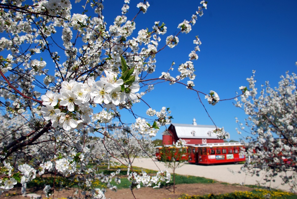 Door County Cherry Blossoms