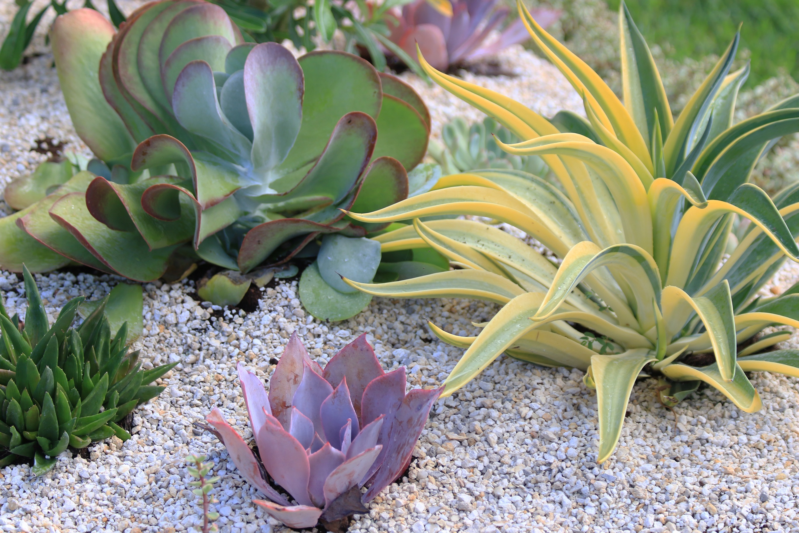 The Desert Escape Collection from Costa Farms features low-maintenance, high-impact cacti and succulents.