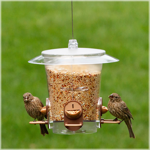 Visit birdfeeders.com to find the best food for your backyard birds.