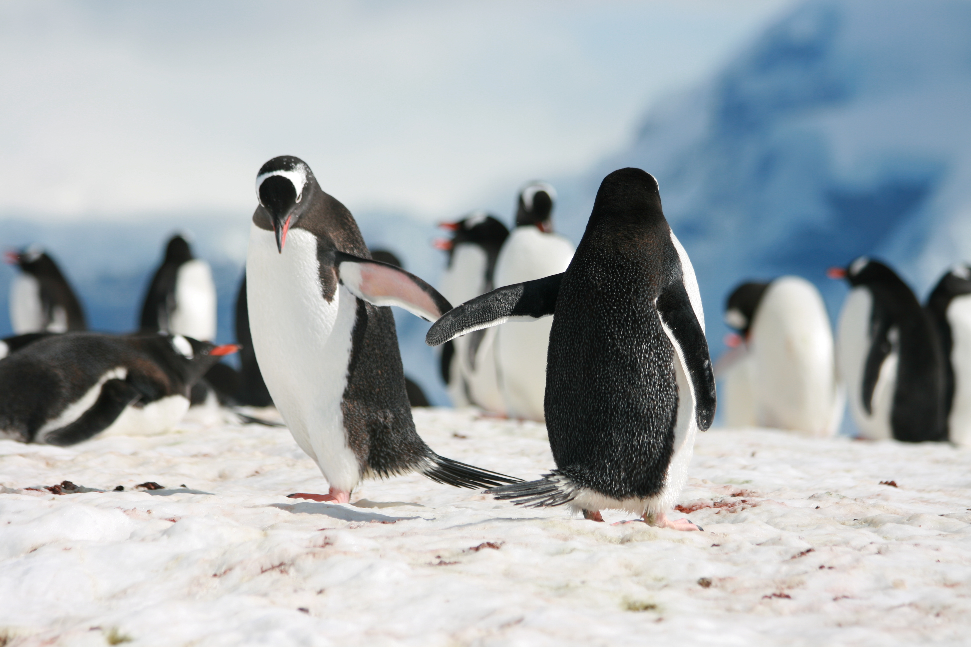 Можно встретить самые разные. Императорский Пингвин в Антарктиде. Королевский Пингвин в Антарктиде. Пингвин Генту. Субантарктический Пингвин в Антарктиде.