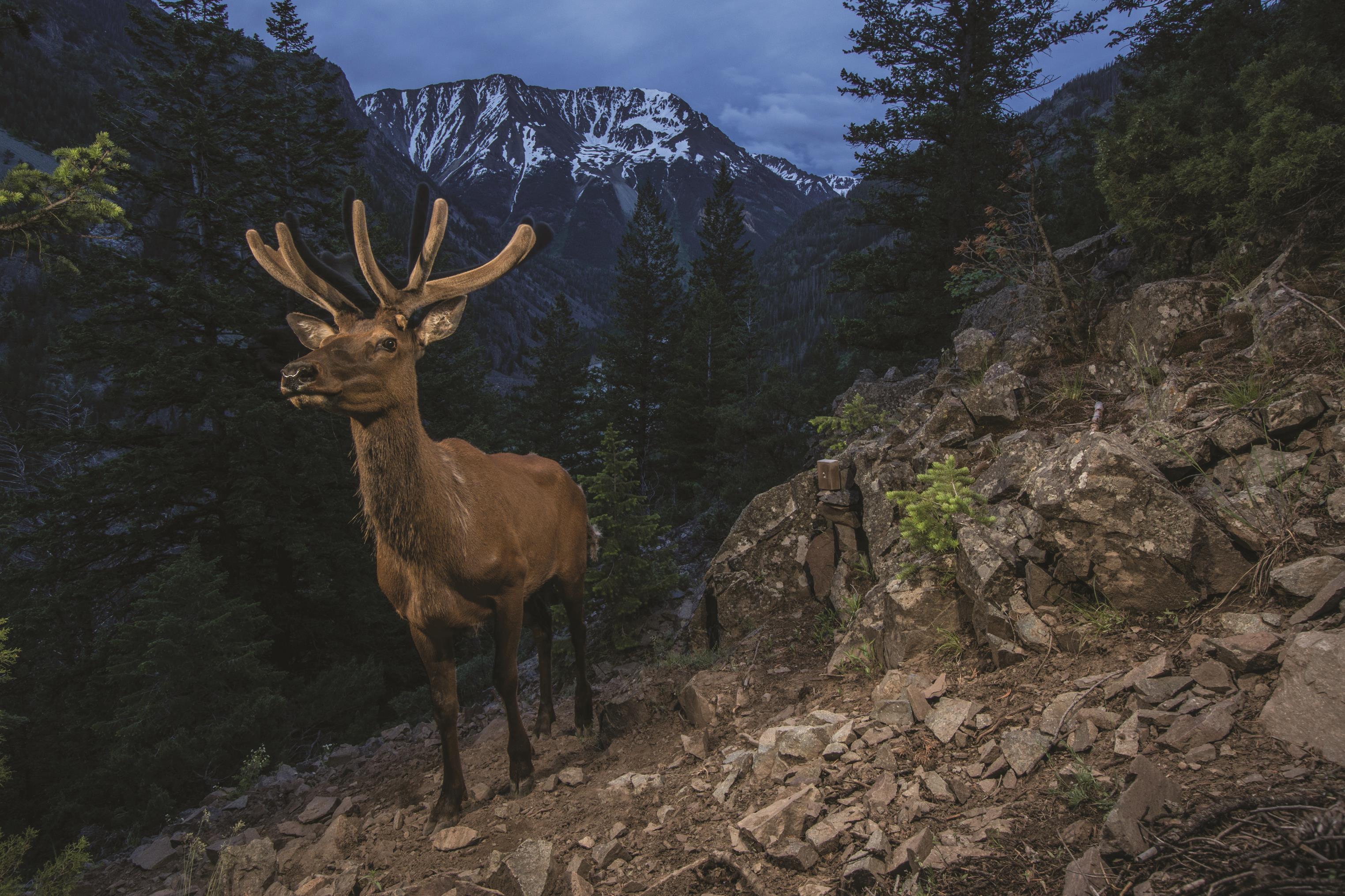 Migrating elk captured on webcam. Joe Riis photo©.