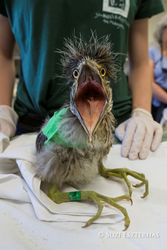 Oakland Zoo and Golden Gate Audubon Society Team Up to Save Wild Baby ...