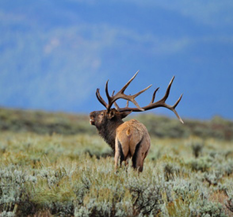 Proceeds from the ElkFest antler auctions help fund the National Elk Refuge in Jackson Hole, Wyo., where thousands of wild elk spend the winter (© Sidney Cromer).